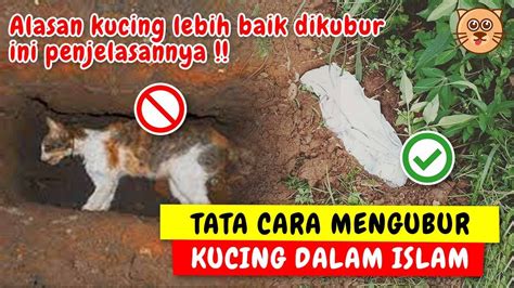 Cara mengubur kucing menurut islam Tata Cara Mengubur Kucing Mati Menurut Ajaran Islam